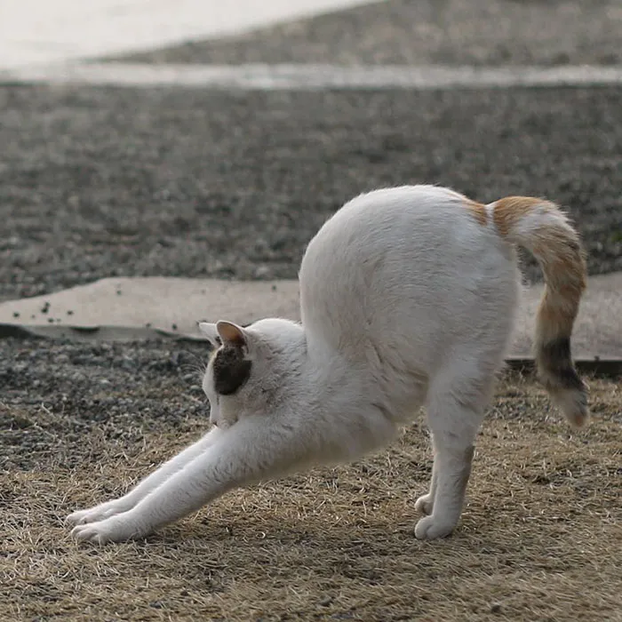 Japanese Photographer Documents The Many Faces of Tokyo's Stray Cats (47 Pics)