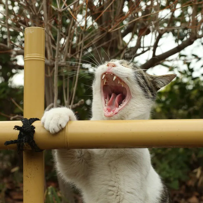 Japanese Photographer Documents The Many Faces of Tokyo's Stray Cats (47 Pics)