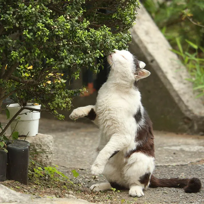 Japanese Photographer Documents The Many Faces of Tokyo's Stray Cats (47 Pics)