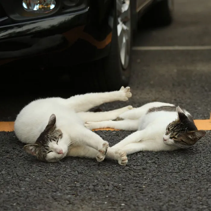 Japanese Photographer Documents The Many Faces of Tokyo's Stray Cats (47 Pics)