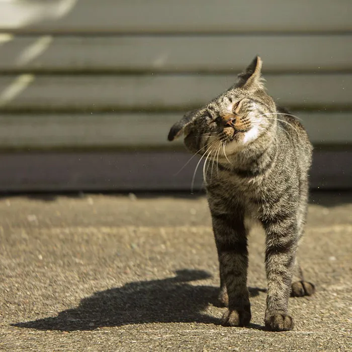 Japanese Photographer Documents The Many Faces of Tokyo's Stray Cats (47 Pics)
