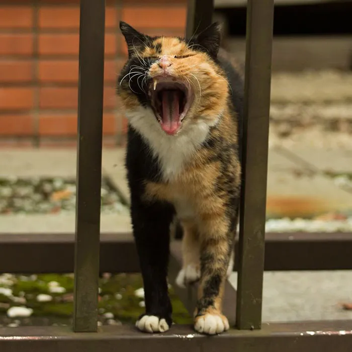 Japanese Photographer Documents The Many Faces of Tokyo's Stray Cats (47 Pics)
