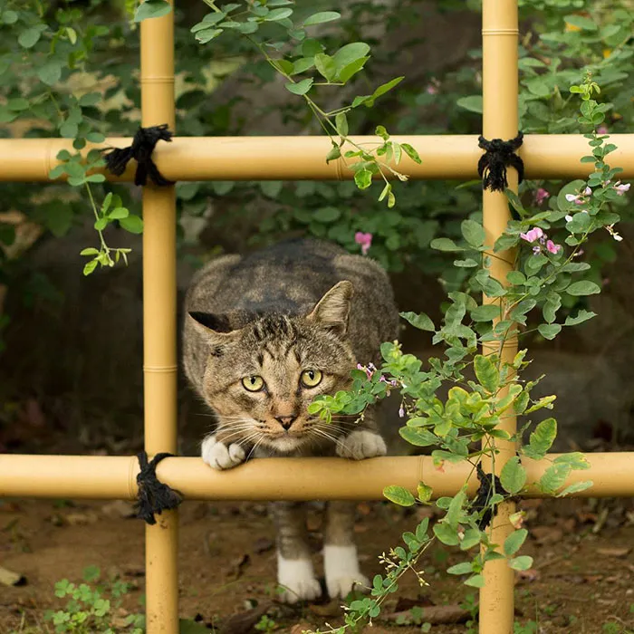 Japanese Photographer Documents The Many Faces of Tokyo's Stray Cats (47 Pics)