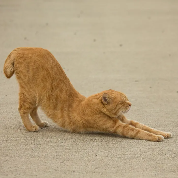 Japanese Photographer Documents The Many Faces of Tokyo's Stray Cats (47 Pics)