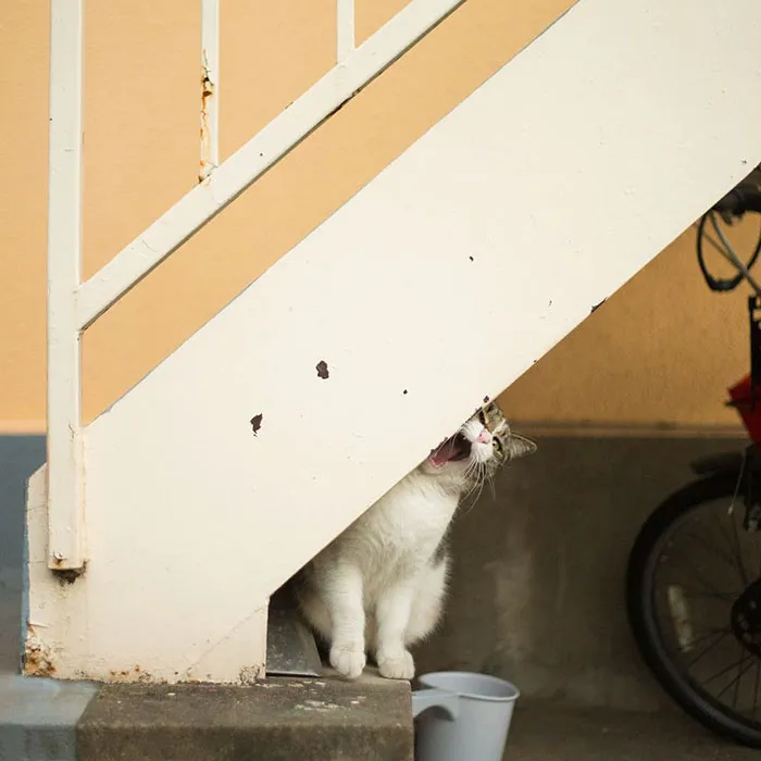 Japanese Photographer Documents The Many Faces of Tokyo's Stray Cats (47 Pics)