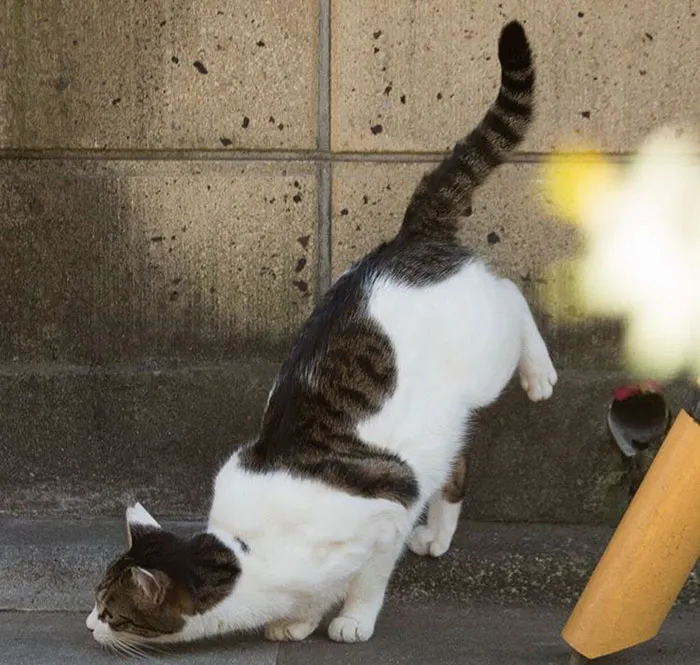 Japanese Photographer Documents The Many Faces of Tokyo's Stray Cats (47 Pics)