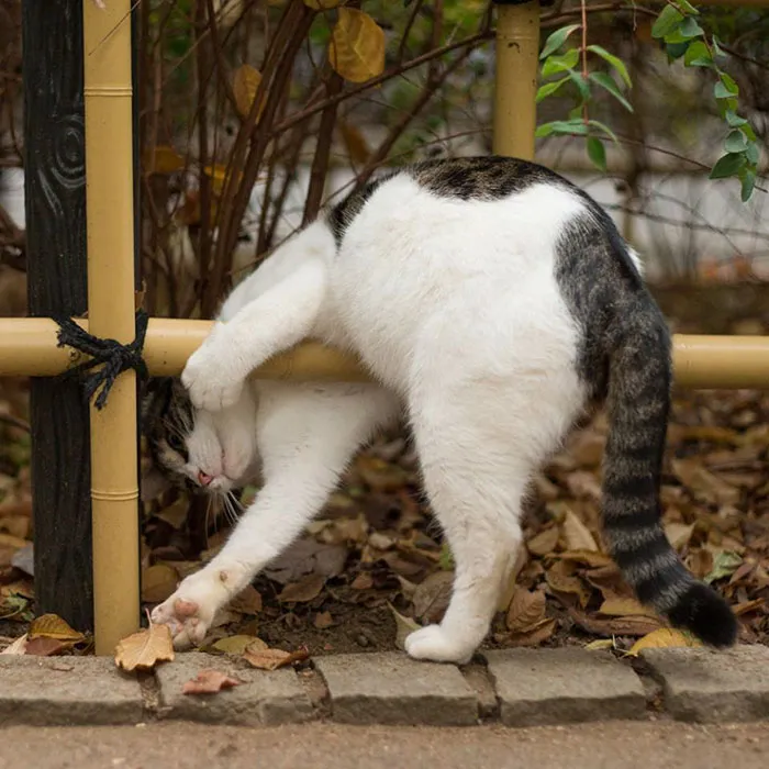 Japanese Photographer Documents The Many Faces of Tokyo's Stray Cats (47 Pics)