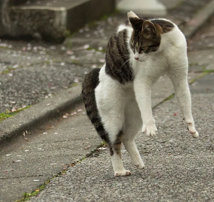 Japanese Photographer Documents The Many Faces of Tokyo's Stray Cats (47 Pics)