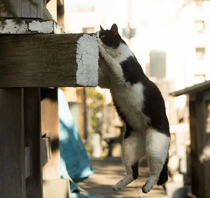 Japanese Photographer Documents The Many Faces of Tokyo's Stray Cats (47 Pics)