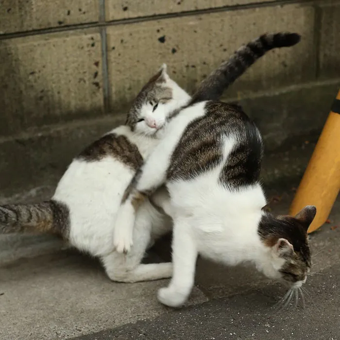 Japanese Photographer Documents The Many Faces of Tokyo's Stray Cats (47 Pics)