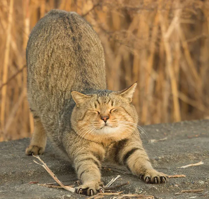 Japanese Photographer Documents The Many Faces of Tokyo's Stray Cats (47 Pics)