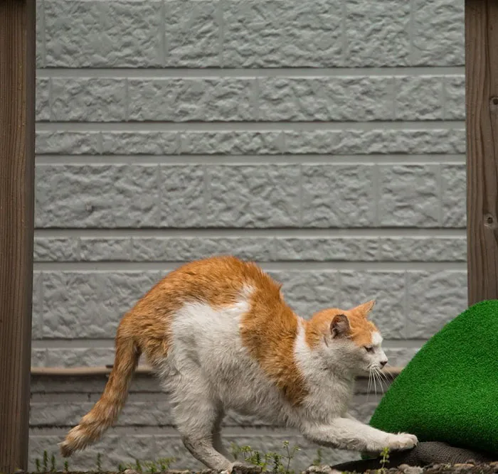 Japanese Photographer Documents The Many Faces of Tokyo's Stray Cats (47 Pics)