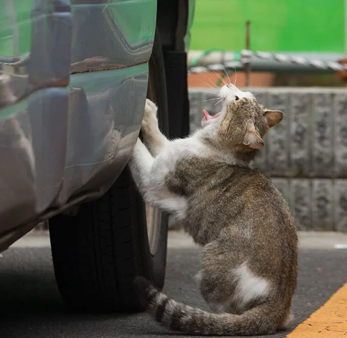 Japanese Photographer Documents The Many Faces of Tokyo's Stray Cats (47 Pics)