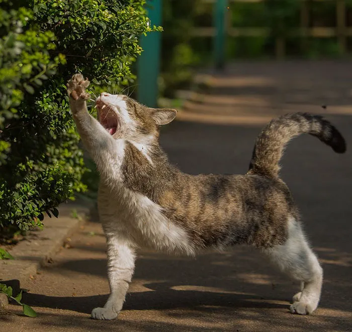 Japanese Photographer Documents The Many Faces of Tokyo's Stray Cats (47 Pics)