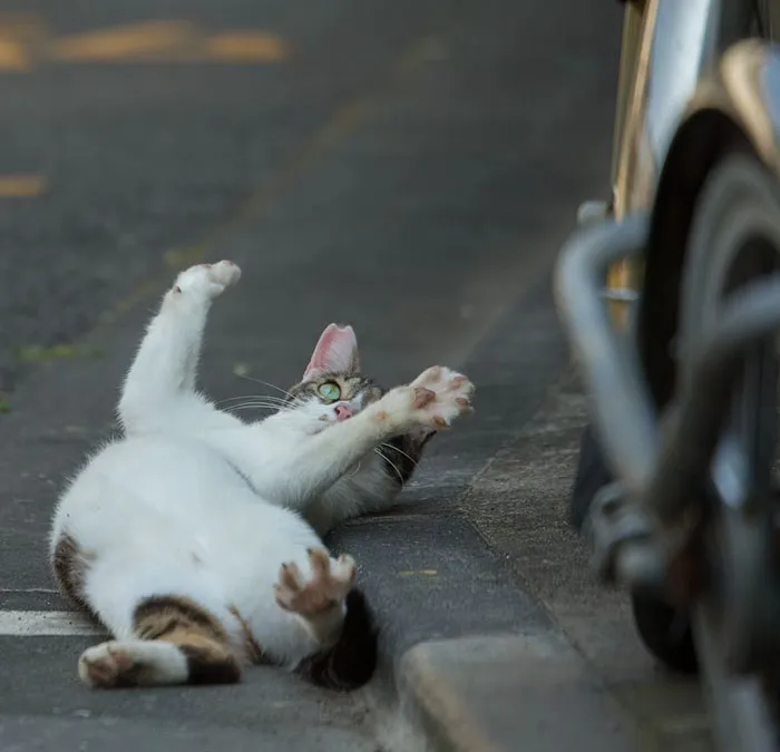 Japanese Photographer Documents The Many Faces of Tokyo's Stray Cats (47 Pics)