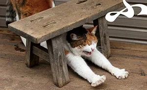 Japanese Photographer Documents The Many Faces of Tokyo's Stray Cats (47 Pics)