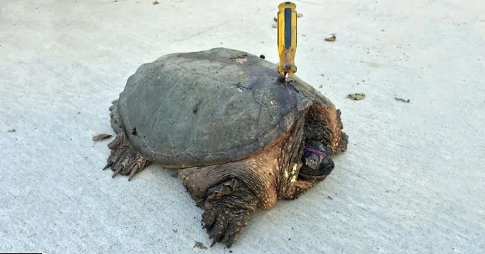 Someone Stabbed This Old Turtle With A Screwdriver But She Refused To Give Up
