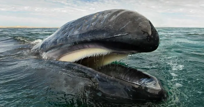 Photographer Spends 25 Years Trying To Document The Majestic Beauty Of Whales And Dolphins