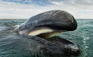 Photographer Spends 25 Years Trying To Document The Majestic Beauty Of Whales And Dolphins