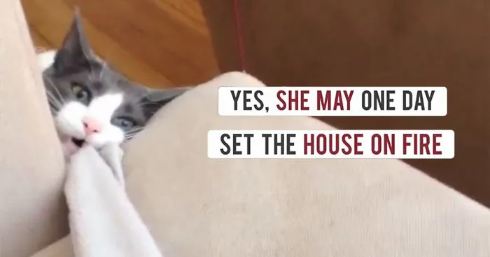 Cat Rejected By 5 Previous Owners Finally Finds A Human That Loves Her