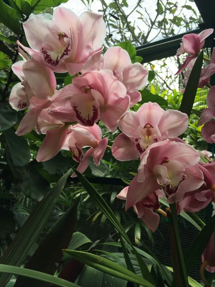 All About The Flowers Which Are A Diverse With Blooms That Are Colorful And Sweet-scented.