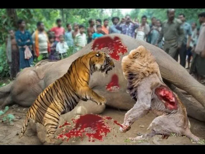 Most Amazing Wild Animal Attacks Python, Lopard,crocodile, Lion, Elephant Animal Fights,tiger