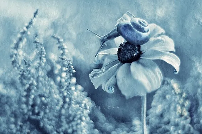 Blue Garden