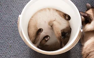 Post A Photo Of Your Cat In 'If I Fits I Sits' Situations