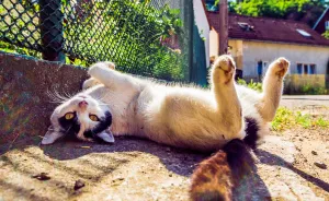 Most Beautiful Cats I Met In The City Of Brno