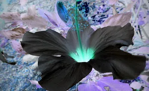 I've Inverted My Nature Photos: Weird