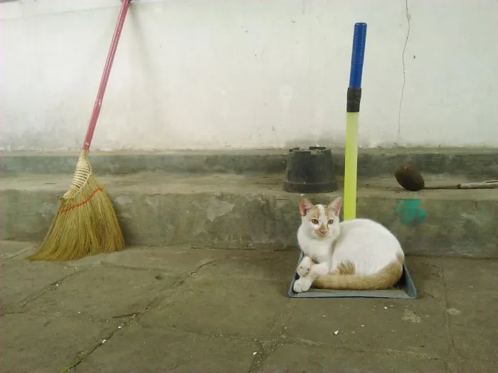Looks Comfy (it's A Dustpan)
