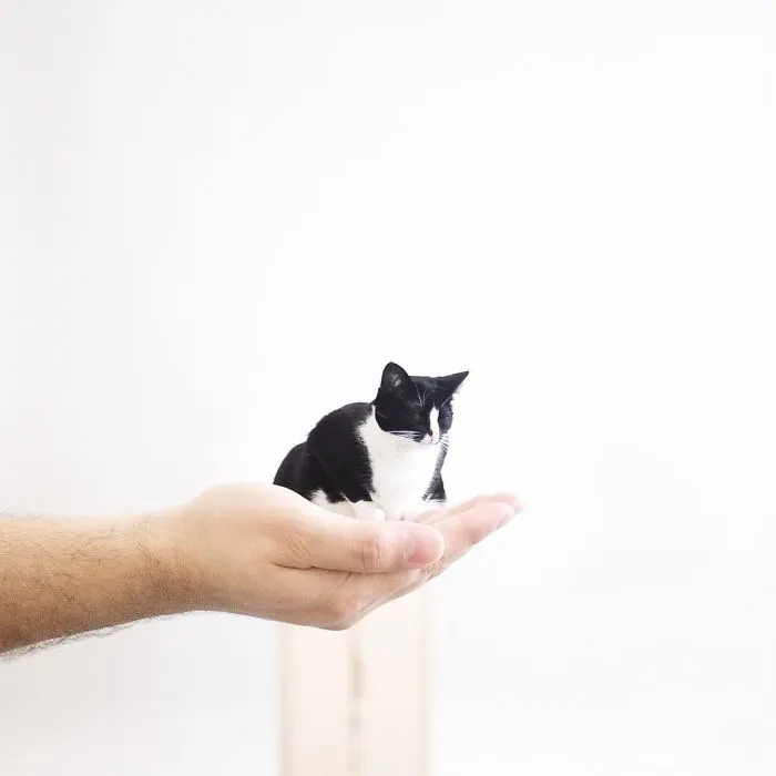 Escaping Reality With Princess Cheeto
