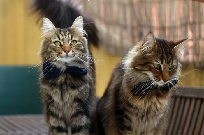 Cats With Bow Ties