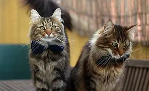 Cats With Bow Ties