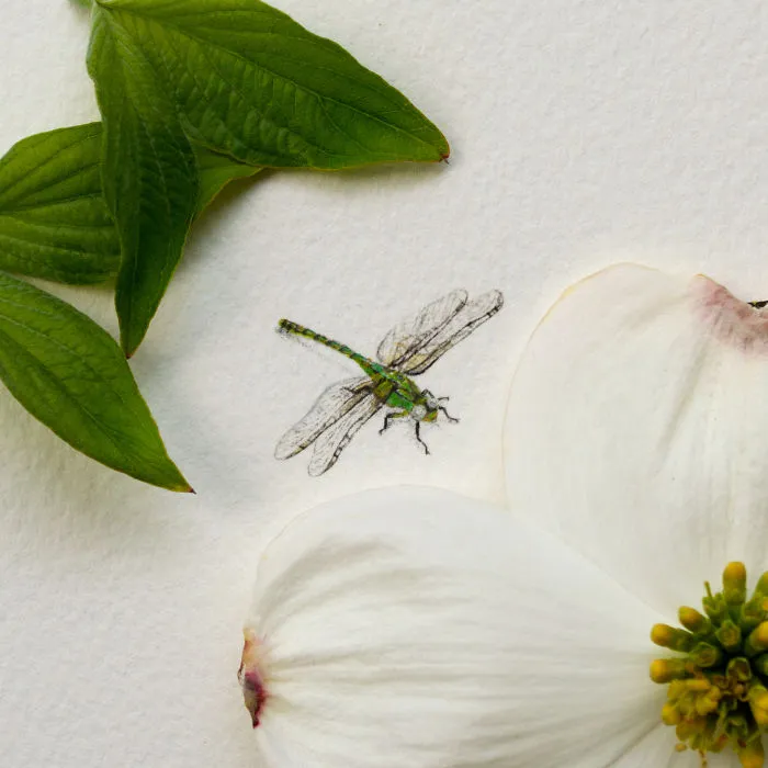 Dragonfly. A Commissioned Piece - A Mother's Day Gift For A Mother-in-law