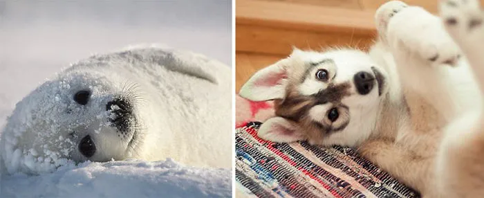 Seals Are Actually Ocean Puppies (40 Pics)