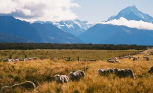 Picturesque New Zealand Through My Film Camera Lens (Part 2)