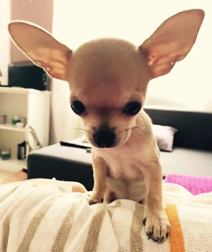 What? Did I Hear "food"?