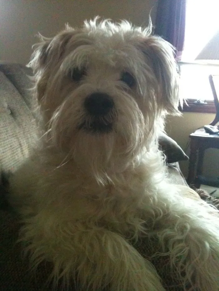 Fluffy white dog sitting on a couch, looking directly at the camera.