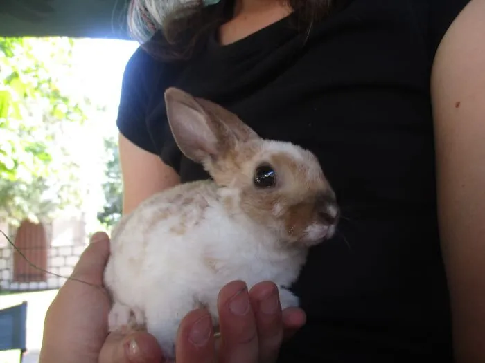 The Perfect Bunny!
