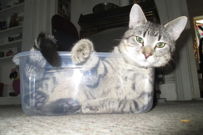 Tubcat (his Name Is Spider)