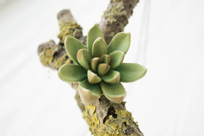 My Succulent Mania Grew Into Succulent Jewelry Business