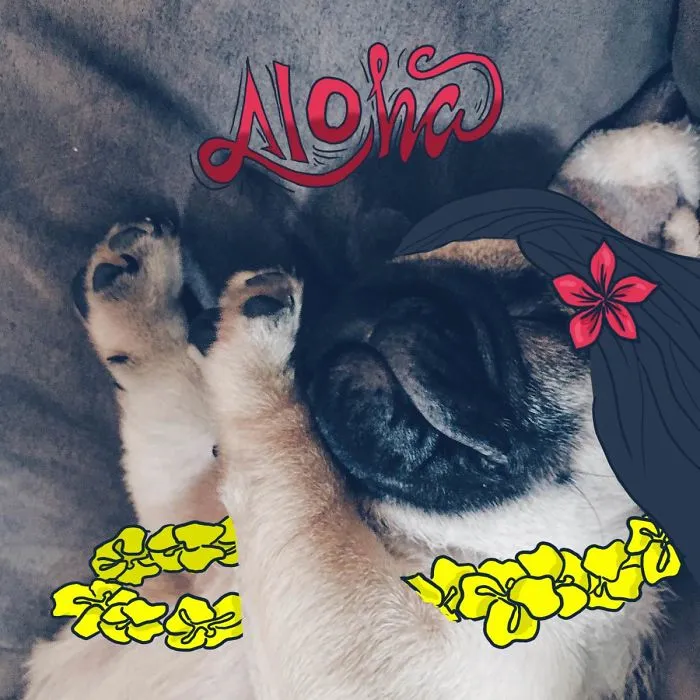 Alohaaa