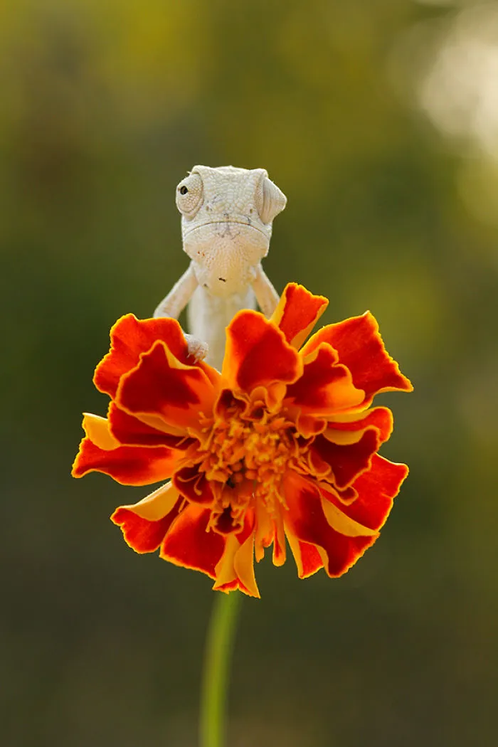 Baby Common Chameleon