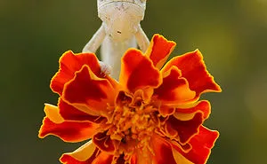 Baby Common Chameleon