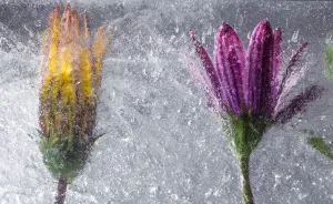 Nature Morte