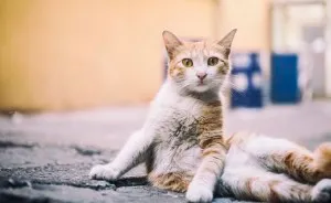 I Documented The Life Of A Homeless Cat For A Day
