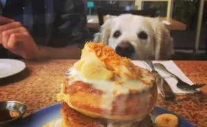 Golden Retriever Thomas Is A Real Foodie Dog