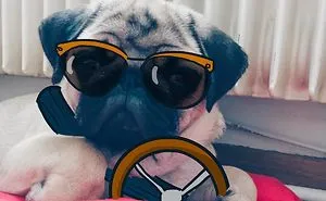 My Girlfriend And I Love To Doodle On Our Pug’s Face (24 Pics)