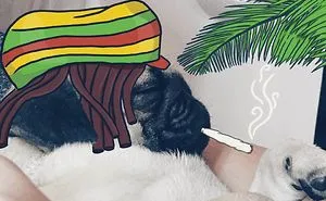 My Girlfriend And I Love To Doodle On Our Pug’s Face (24 Pics)